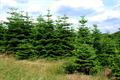 Abies nordmanniana